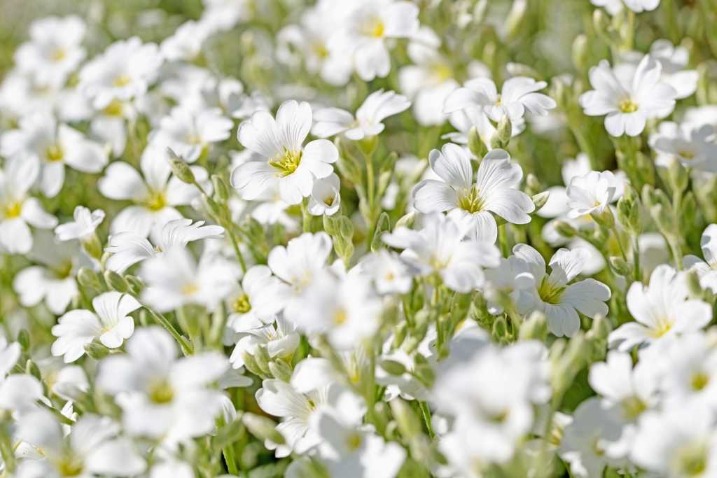 Dicht blühendes Hornkraut mit weißen Blüten