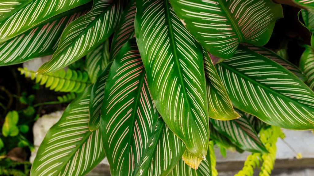 Grüne Korbmarantenblätter mit rosa und weißen Streifen