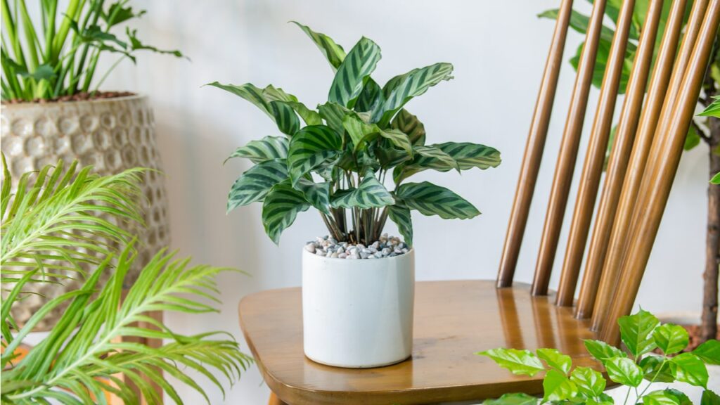 Calatheas gibt es in schier unzähligen Varietäten mit unterschiedlicher Blattzeichnung 