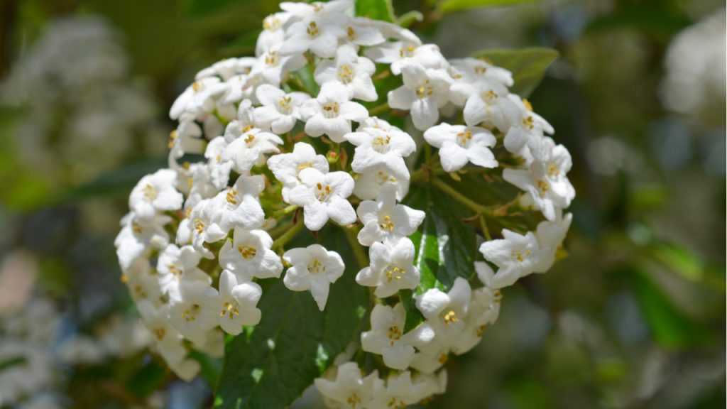 Blüte des Koreanischem Duft-Schneeball