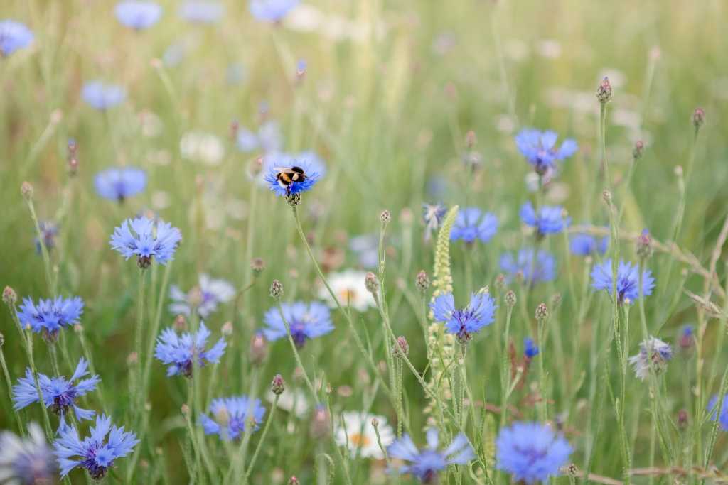 Kornblume