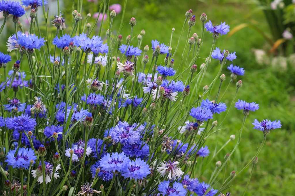 Kornblume