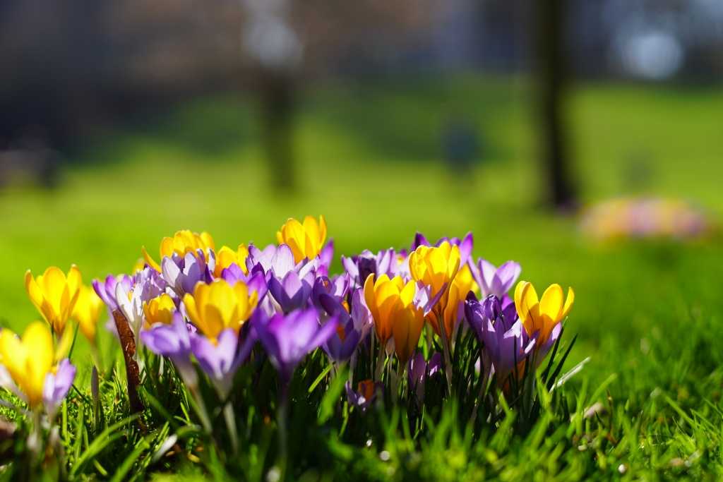 Gelbe und violette Krokusse im Rasen