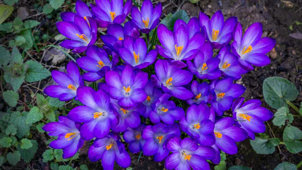 Violette Krokusse in einem dichten Blütenteppich