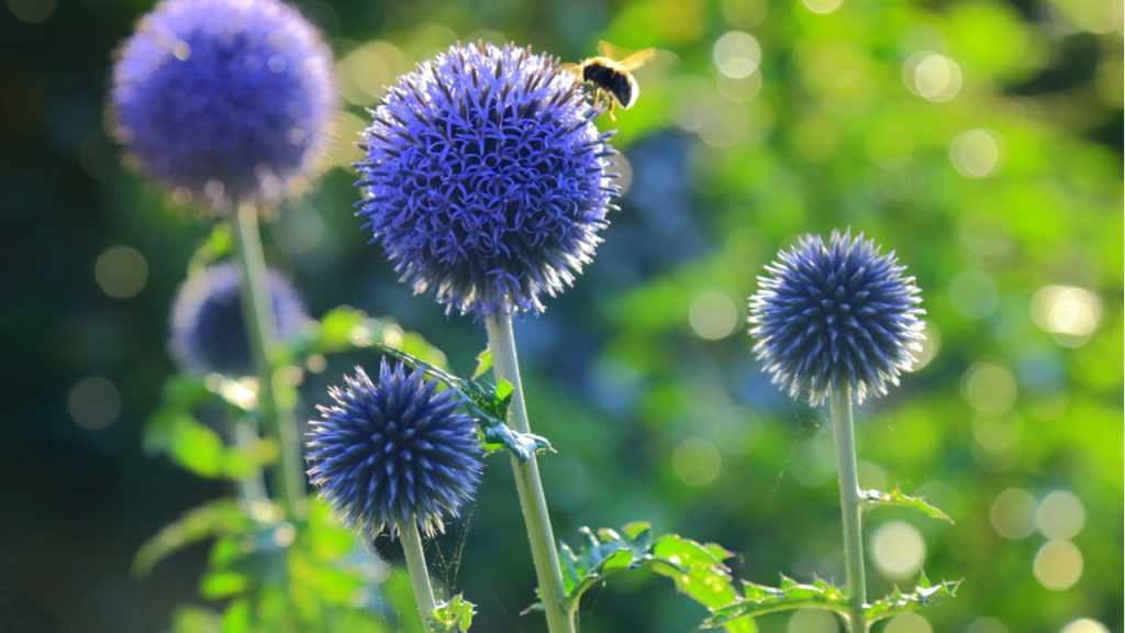 Nahaufnahme der Blüte der Kugeldistel