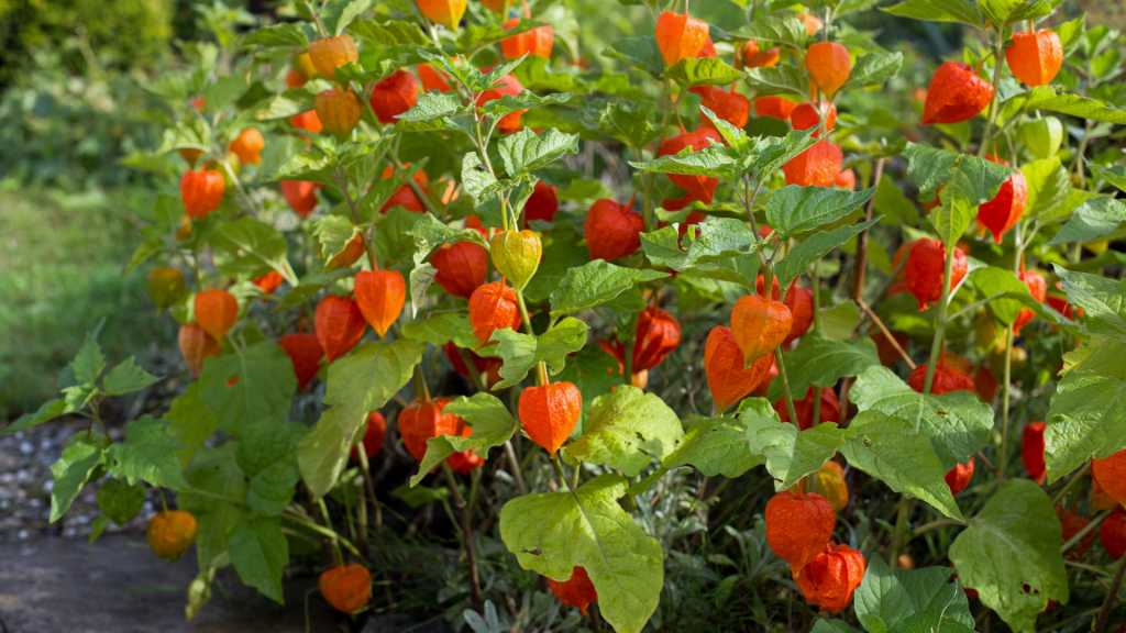 Orangefarbene Lampionblumen zwischen grünen Blättern