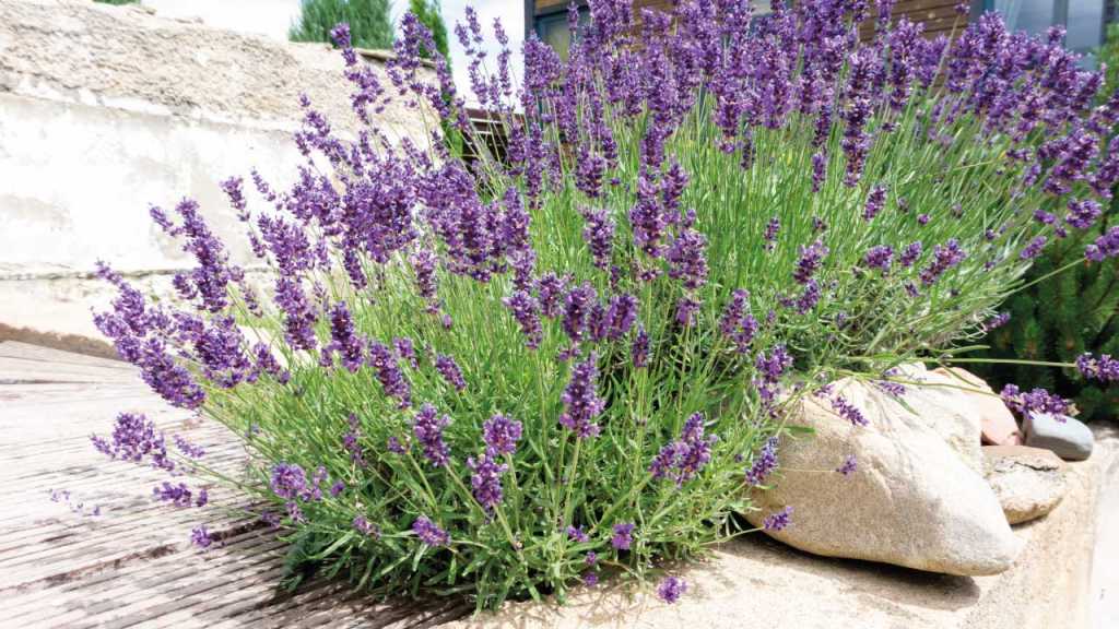 Lavendel