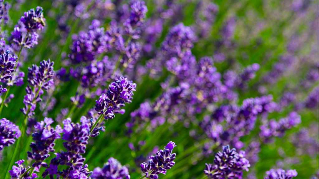 Lavendel