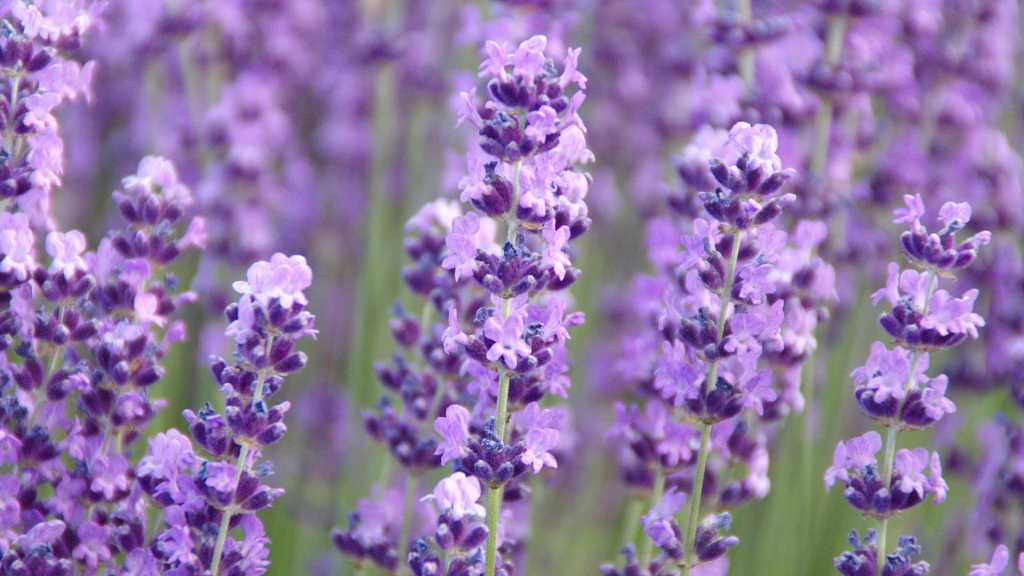 Echter Lavendel (Lavandula angustifolia)