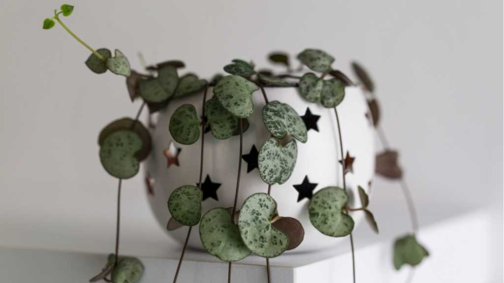 Hängende Leuchterblume in einem weißen Übertopf
