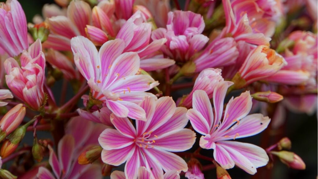 Rosafarbene Bitterwurz (Lewisia)