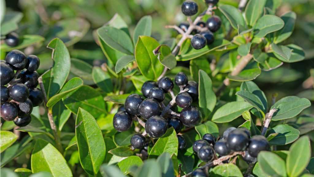 Liguster (Ligustrum)