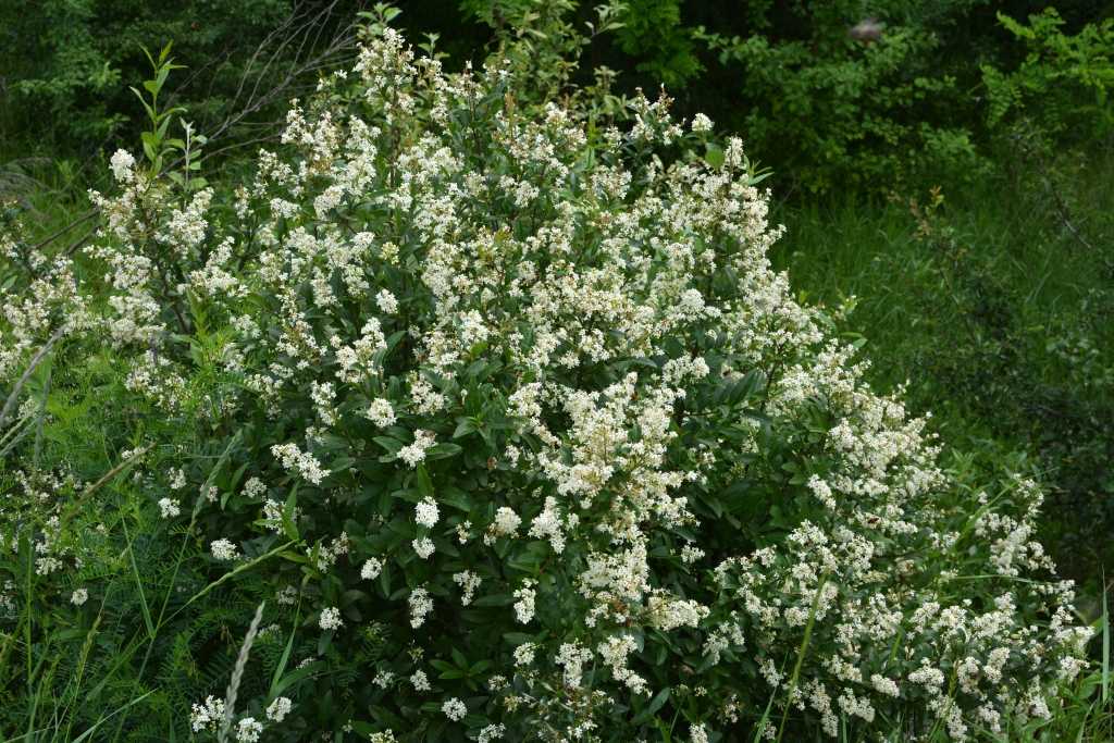 Weiß blühender Ligusterstrauch