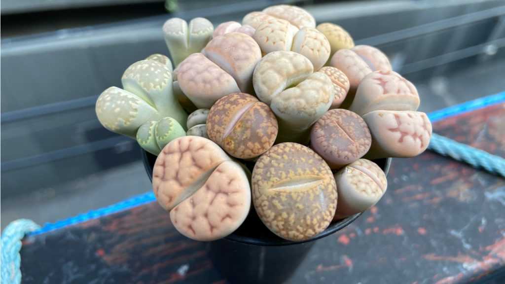 Lithops im Topf.