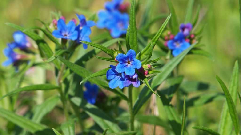 Blau blühende Staude "Purpurblauer Steinsame" im Freien.