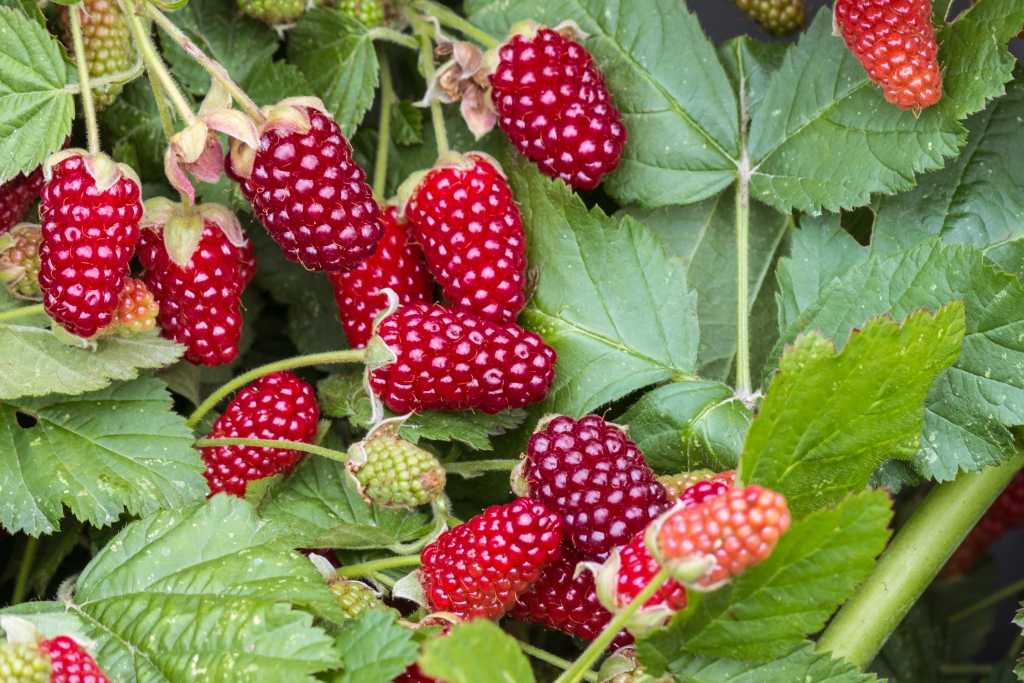 Rote Loganbeeren zwischen grünen Blättern