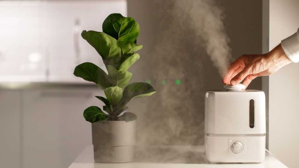 Luftbefeuchter mit sichtbarem Nebel neben einer Zimmerpflanze