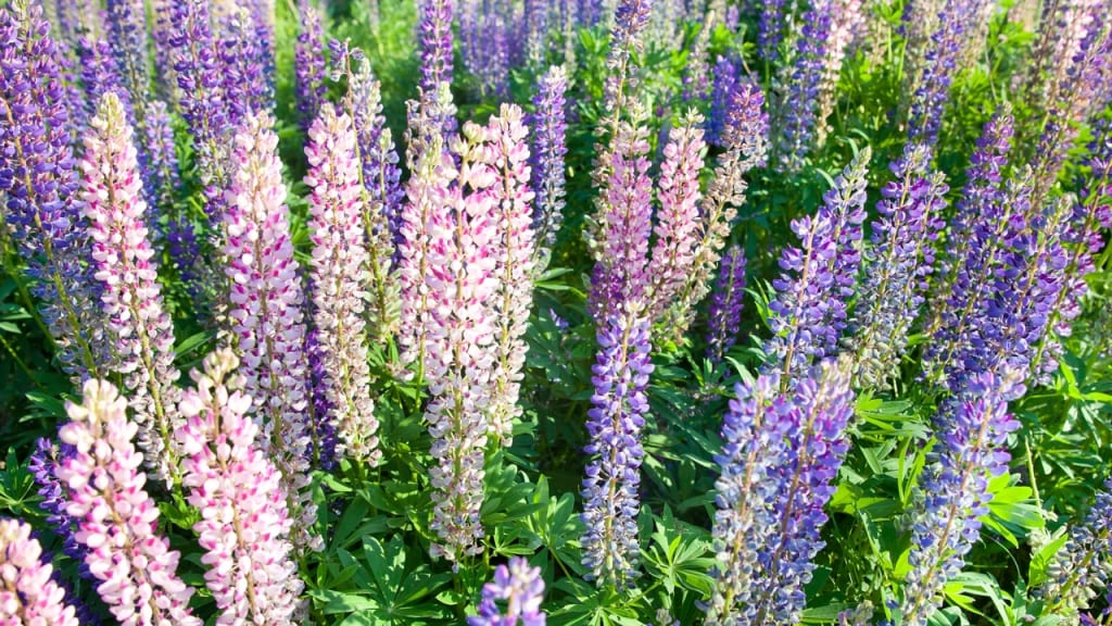 Lupinen