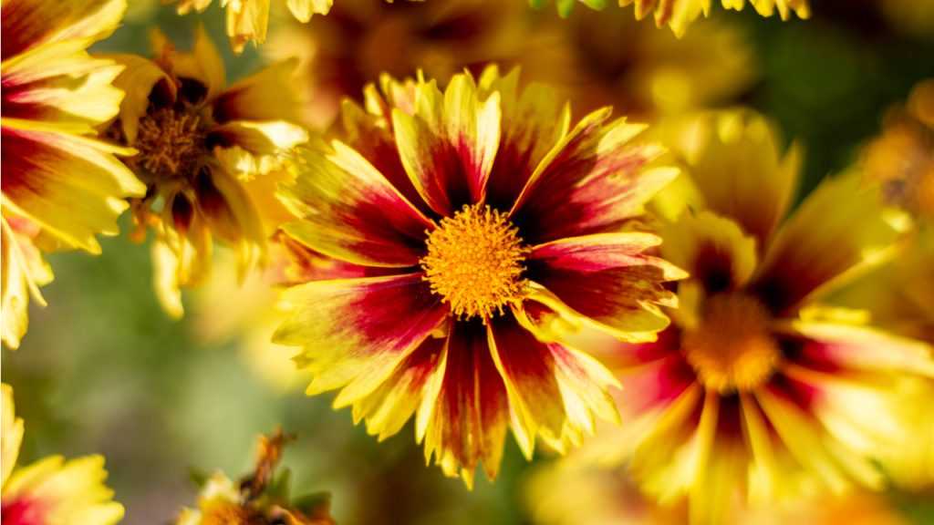 Blüte vom Mädchenauge
