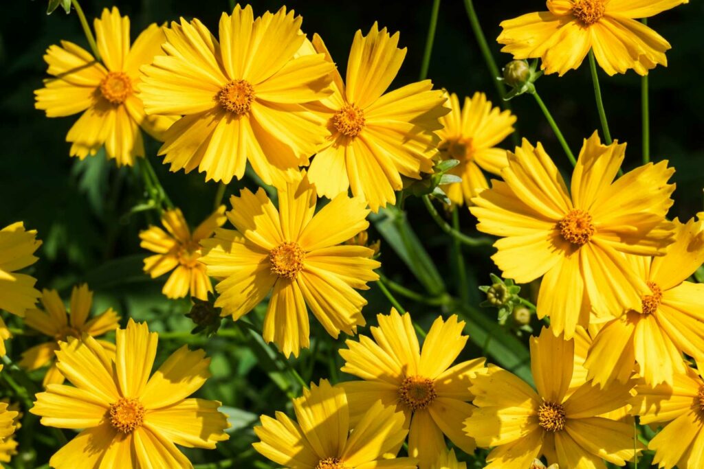 Das Mädchenauge verträgt viel Sonne und erstrahlt in knalliger Farbe.