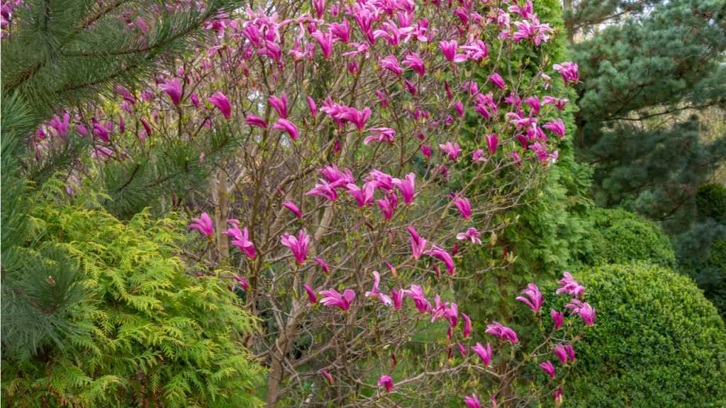 Magnolie im Freien.