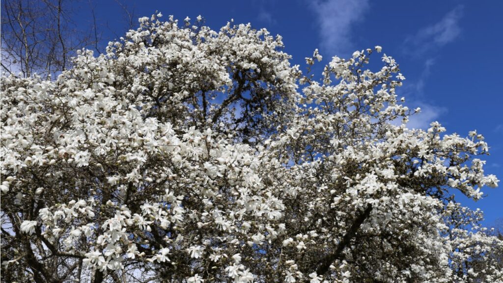 Weiß blühende Magnolie vor blauem Himmel