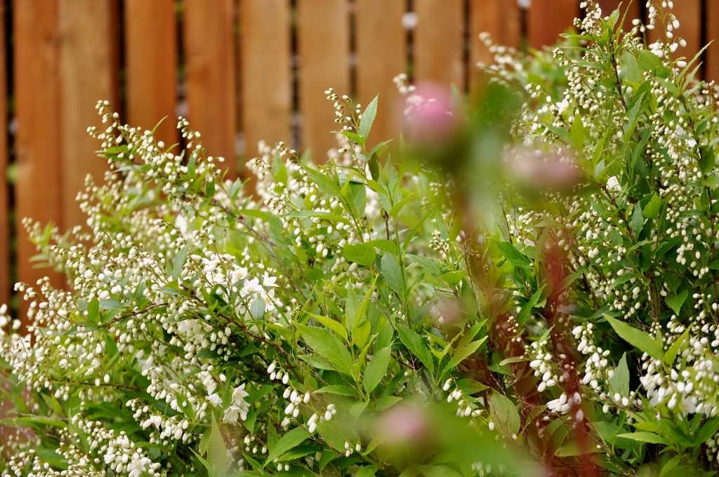Maiblumenstrauch