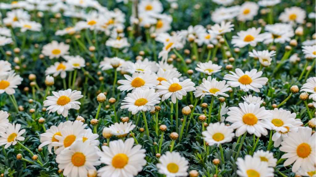 Margeriten