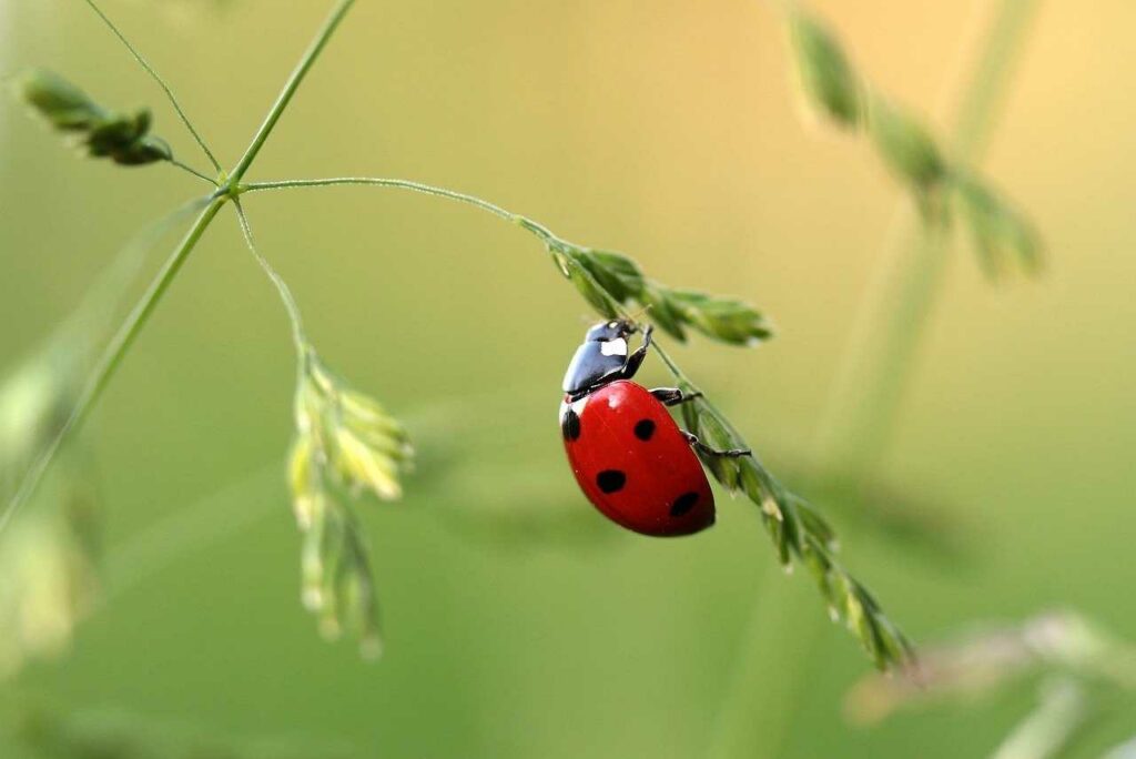 Roter Marienkäfer an einem Grashalm