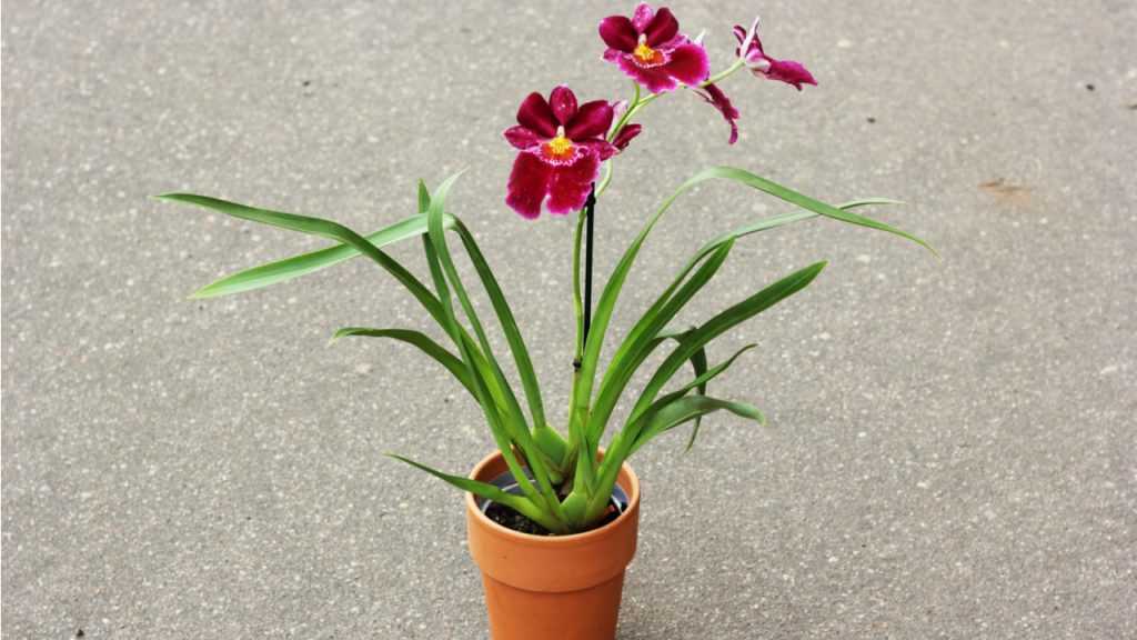 Stiefmütterchen-Orchidee im Topf.