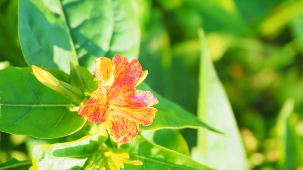 Mirabilis