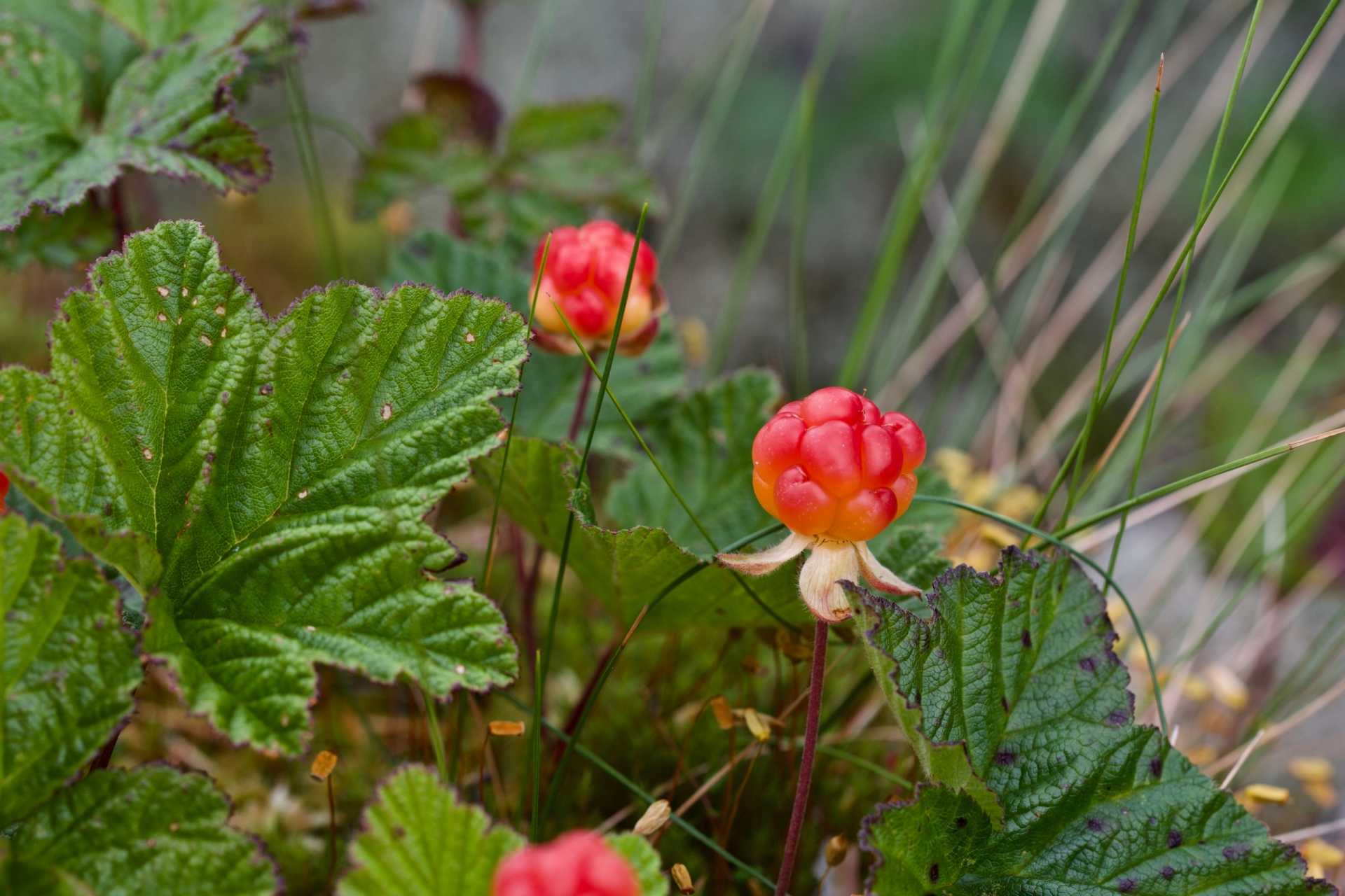 Orangefarbene Beeren zwischen grünen Blättern