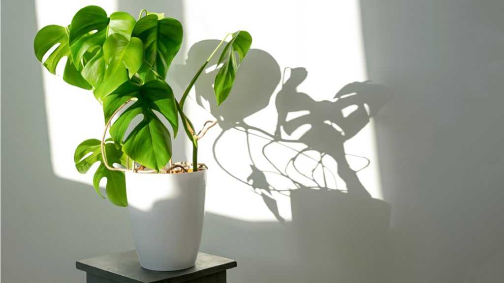 Monstera deliciosa im Sonnenlicht