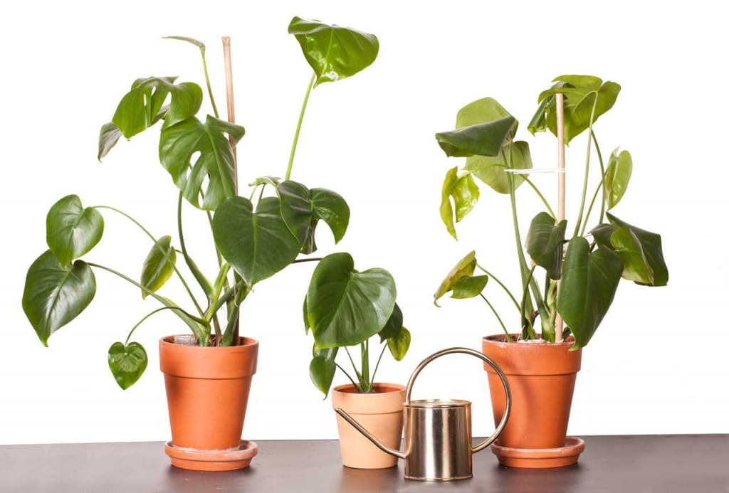 Eine Monstera Deliciosa kann durch Stecklinge, Ableger oder Abmossen vermehrt werden.