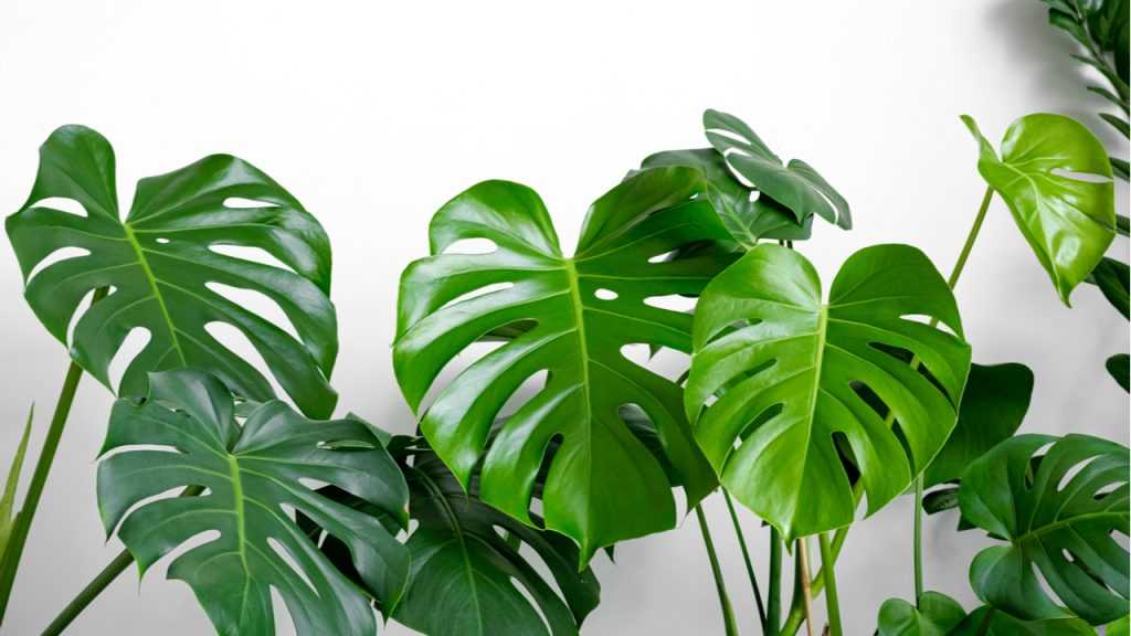 Die Monstera deliciosa fasziniert mit ihren charakteristischen, großflächigen Blättern, die kunstvolle Ausschnitte aufweisen.