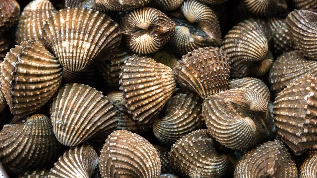 Nahaufnahme von Muscheln