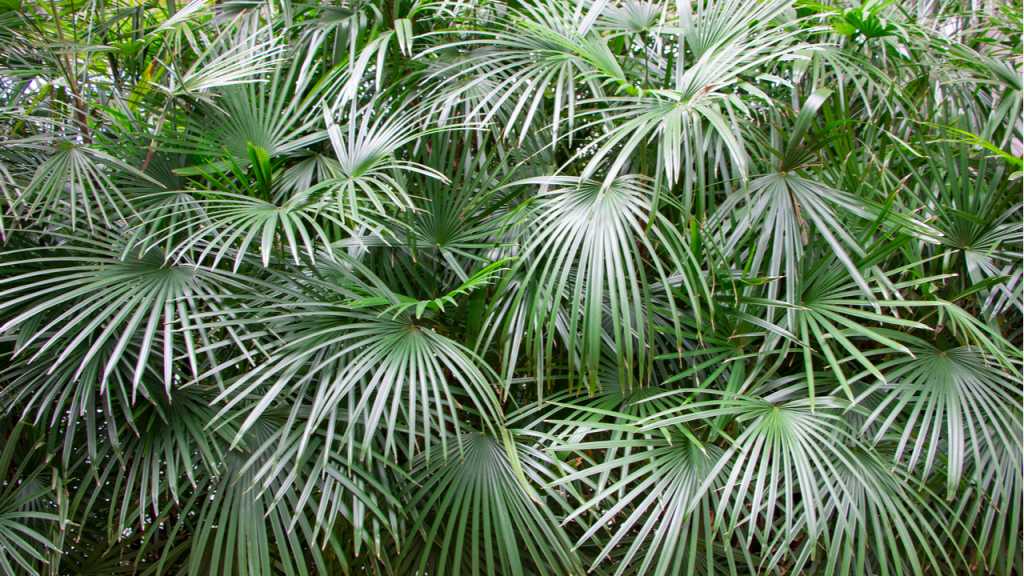 Die Rhapidophyllum hystrix bevorzugt einen sonnigen und zugleich windgeschützten Ort, ähnlich wie viele andere winterharte Palmen.