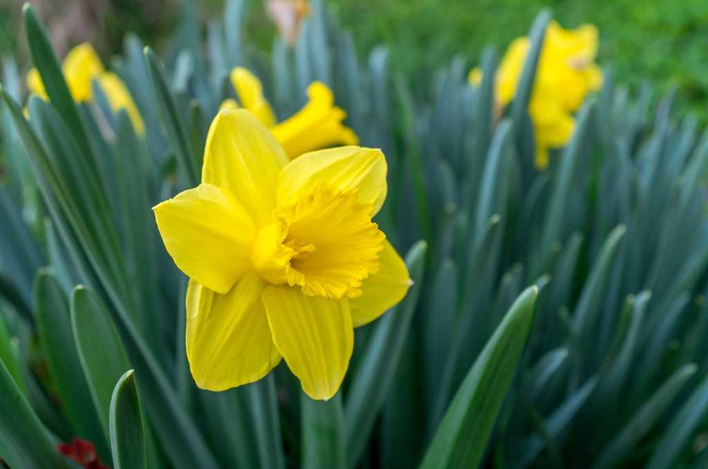 Gelbe Narzisse mit Trompetenblüte