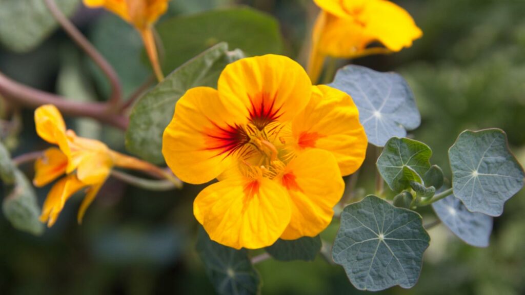Brunnenkresse (Nasturtium officinale)