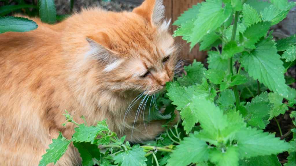 Auch hier gibt der Name bereits Auskunft über die Verträglichkeit für Katzen: die Echte Katzenminze.