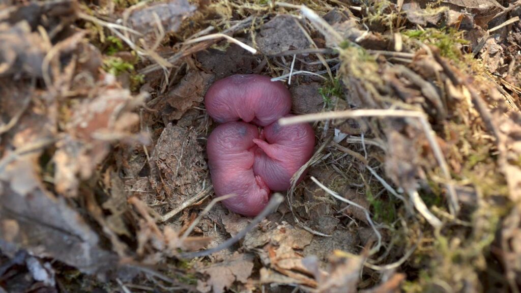 Neugeborene Ratten in einem Nest aus Pflanzenmaterial
