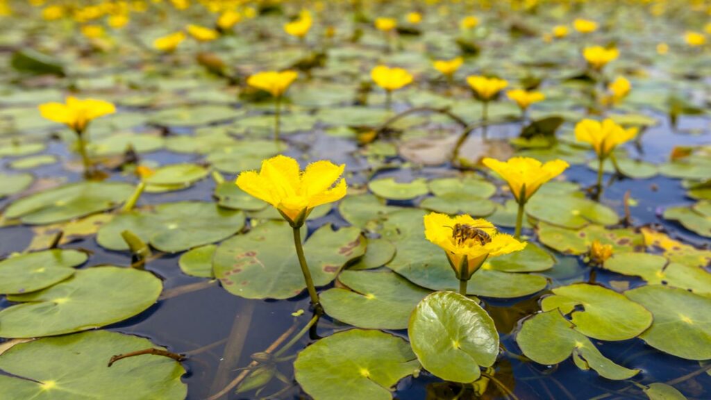 Europäische Seekanne (Nymphoides peltata)