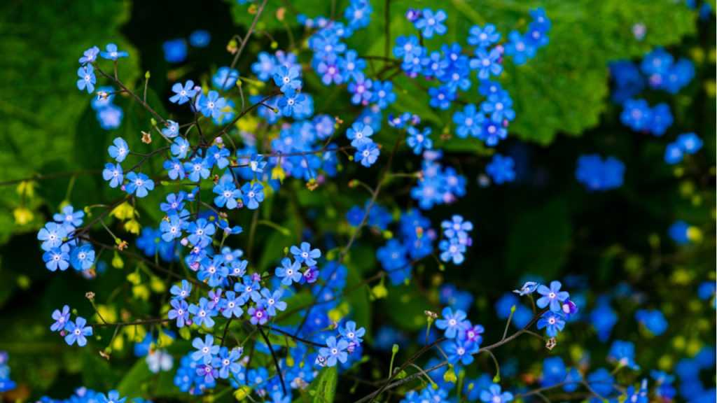 Blau blühende Staude "Frühlings-Gedenkemein" im Freien.