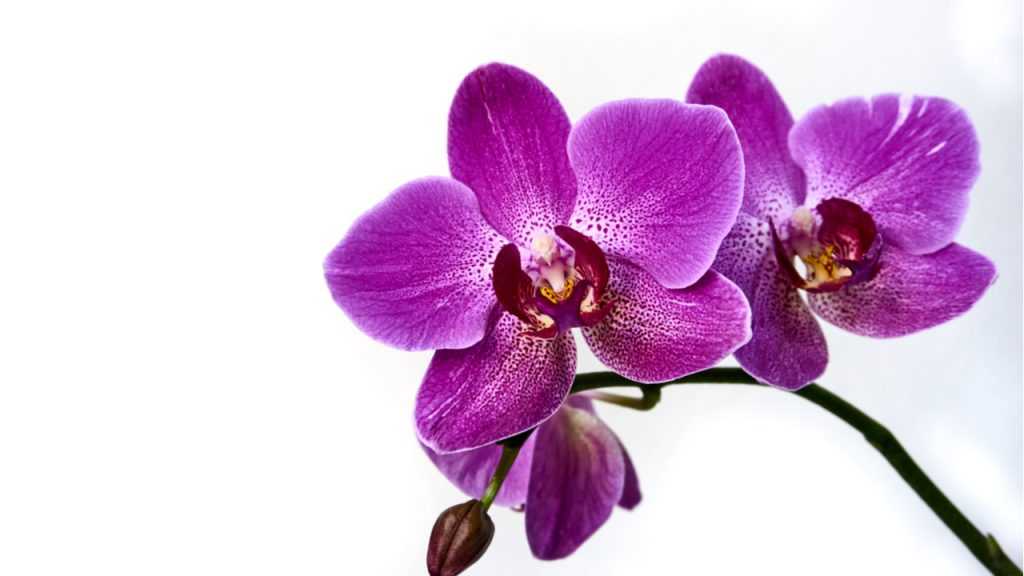 Orchidee.