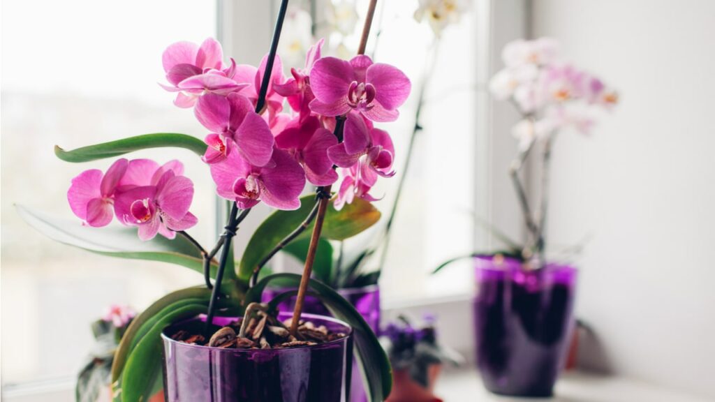 Pink blühende Phalaenopsis-Orchideen am Fenster