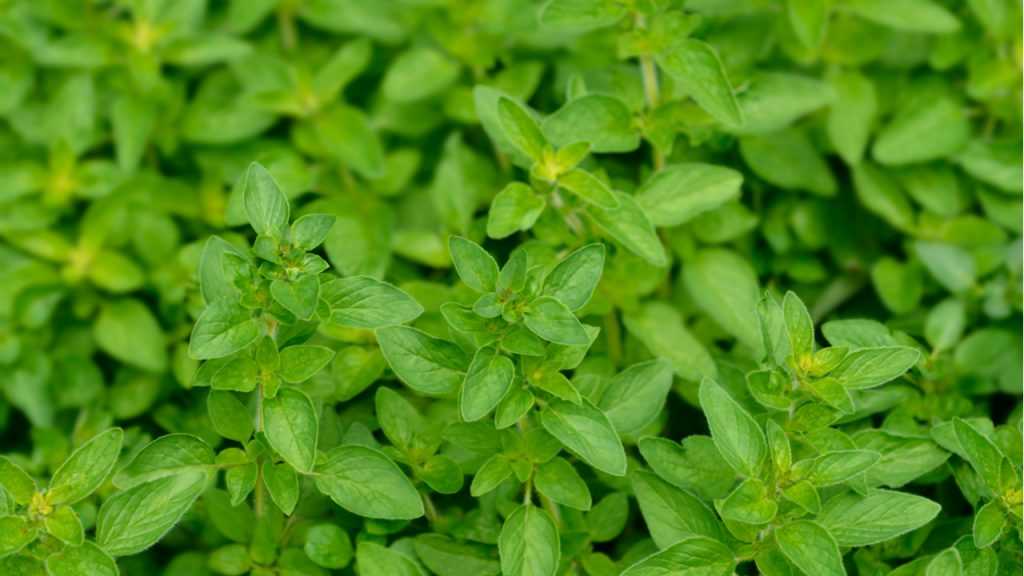 Oregano im Freien.
