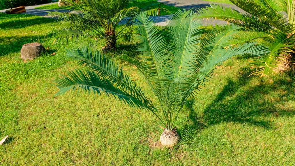 Palmfarn im Garten