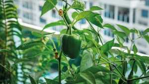 Snackpaprika auf dem Balkon