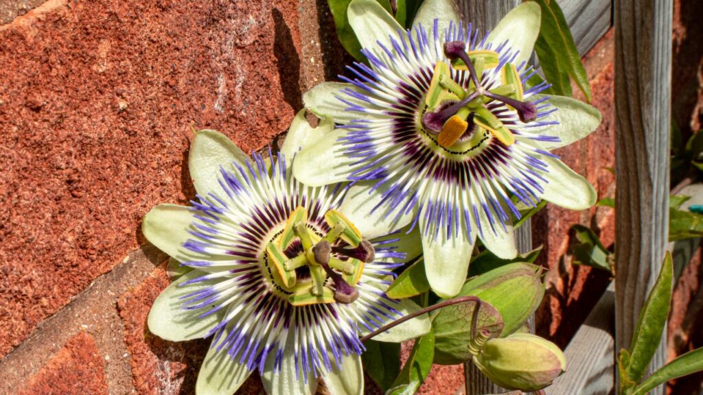 Die Passionsblume setzt exotische Akzente 