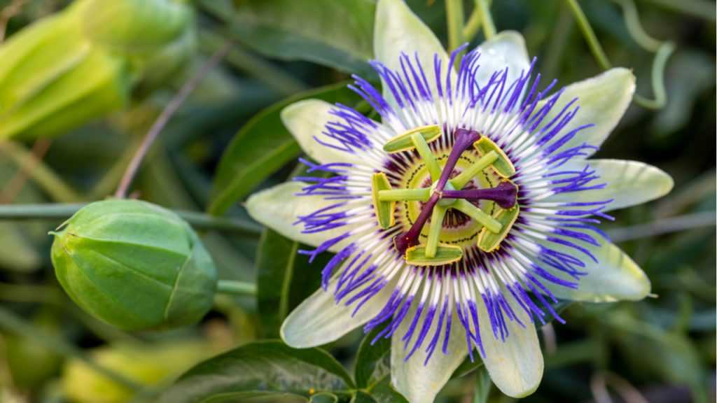 Nahaufnahme der Passionsblume
